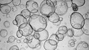Recovery and Expansion of Hepatic Organoids Using HepatiCult™ Organoid Growth Medium
