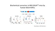 Engineering the Hematopoietic System to Treat Non-Hematological Disorders