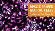 hPSC-Derived Neural Cell Research