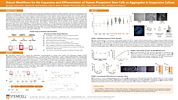 Robust Workflows for the Expansion and Differentiation of Human Pluripotent Stem Cells as Aggregates in Suspension Culture