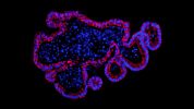 How to Generate Human Intestinal Organoid-Derived Monolayers Using IntestiCult™