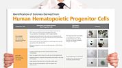 Identification of Colonies Derived from Human Hematopoietic Progenitors