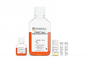 STEMdiff™ Dorsal Forebrain Organoid Differentiation Kit