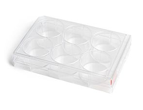 CellAdhere™ Collagen I-Coated, 6-Well Flat-Bottom Plate