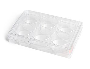 CellAdhere™ Collagen I-Coated, 6-Well Flat-Bottom Plate