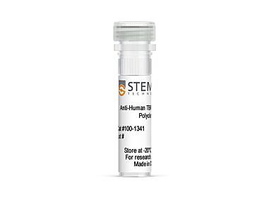 Anti-Human TBR1 Antibody, Polyclonal