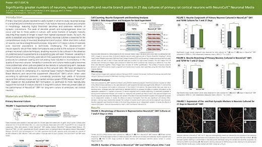 Significantly Greater Numbers of Neurons, Neurite Outgrowth and Branch Points in 21 Day Cultures of Primary Rat Cortical Neurons