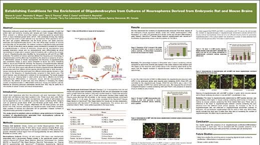 Establishing Conditions for the Enrichment of Oligodendrocytes from Cultures of Neurospheres Derived from Embryonic Rat and Mouse Brains