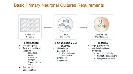 Standardized Primary Neuronal Culture with NeuroCult&trade; SM