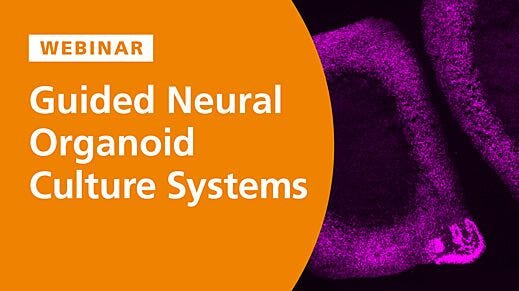 Guided Neural Organoid Culture Systems: Adding Dimensions to Model Neural Circuitry and Function