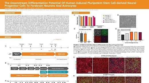 The Downstream Differentiation Potential of Human Induced Pluripotent Stem Cell-Derived Neural Progenitor Cells to Forebrain Neurons and Astrocytes