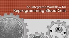 An Integrated Workflow for Reprogramming Blood Cells