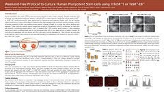 Weekend-Free Protocol to Culture Human Pluripotent Stem Cells Using mTeSR&trade;1 or TeSR&trade;-E8&trade;