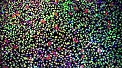 Maintenance of Porcine Pluripotent Stem Cells (pPSCs) Using eTeSR™
