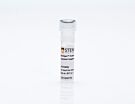 StemSpan™ Erythroid Expansion Supplement (100X)