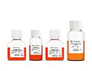 STEMdiff™-ACF RPE Differentiation Kit