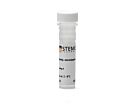 Anti-Human Beta-Tubulin III Antibody, Clone 2G10-TB3