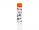 Human Bone Marrow CD33+ Cells, Frozen