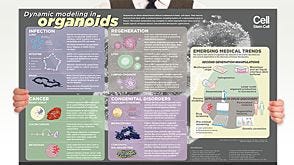 Dynamic Modeling in Organoids