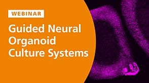 Guided Neural Organoid Culture Systems: Adding Dimensions to Model Neural Circuitry and Function