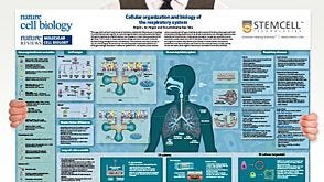 Cellular Organization and Biology of the Respiratory System