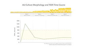 Correlating TEER Values with Air-Liquid Interface Culture Morphology