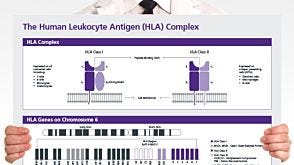 The Human Leukocyte Antigen (HLA) Complex