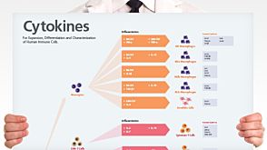 Human Immune Cytokines