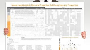 Mouse Hematopoietic Stem and Progenitor Cell Phenotyping