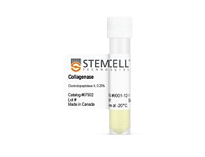 Collagenase Type I (0.25%)