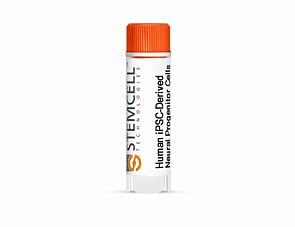Human iPSC-Derived Neural Progenitor Cells