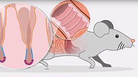 How to Culture Mouse Intestinal Organoids