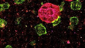 Defining Characteristics of Bona Fide Human iPS Cells