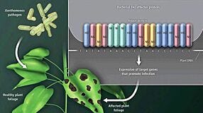 Genome Editing From Modeling Disease to Novel Therapeutics