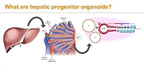 Adding Hepatic Organoids to Your Research