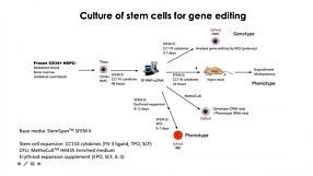 CRISPR-Cas9 Editing of Hematopoietic Stem and Progenitor Cells