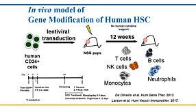 Humanized Mouse Models for Hematopoietic Stem Cell Research: Principles and Pitfalls