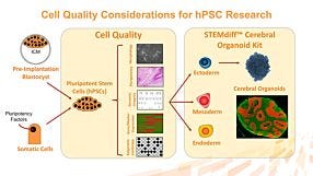 hPSC Quality: Essential Considerations for Gene Editing, Cloning, Maintenance and Disease Modeling