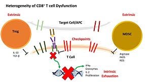 CD8+ TILs and Breast Cancer: Identifying New Opportunities for Immunotherapeutic Intervention