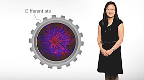 STEMdiff&trade;: Products for Differentiating Human Pluripotent Stem Cells