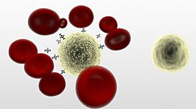 RosetteSep™: Cell Isolation Directly From Whole Blood Without Columns or Magnets