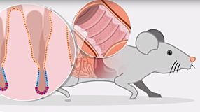 How to Culture Mouse Intestinal Organoids