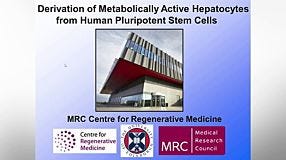 Derivation of Metabolically Active Hepatocytes from Human Pluripotent Stem Cells