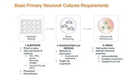 Standardized Primary Neuronal Culture with NeuroCult™ SM