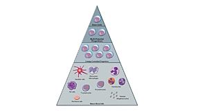 Assays for Hematopoietic Stem and Progenitor Cells in Cord Blood