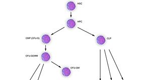 Cytokines and Lineage Choice in Stem Cell Differentiation