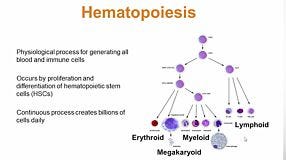 Customizing the Hematopoietic CFC Assay In Drug Development