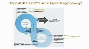 ALDH+ Cancer Precursor Cells in Drug Response Prediction