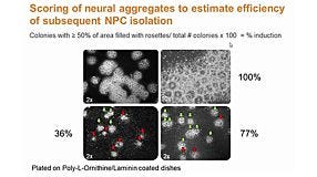 Neural Stem Cell Culture Systems - Neurosphere vs. Adherent Monolayer Culture