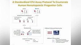 Optimization and Standardization of the Colony-Forming Unit Assay for Hematopoietic Progenitor Cells